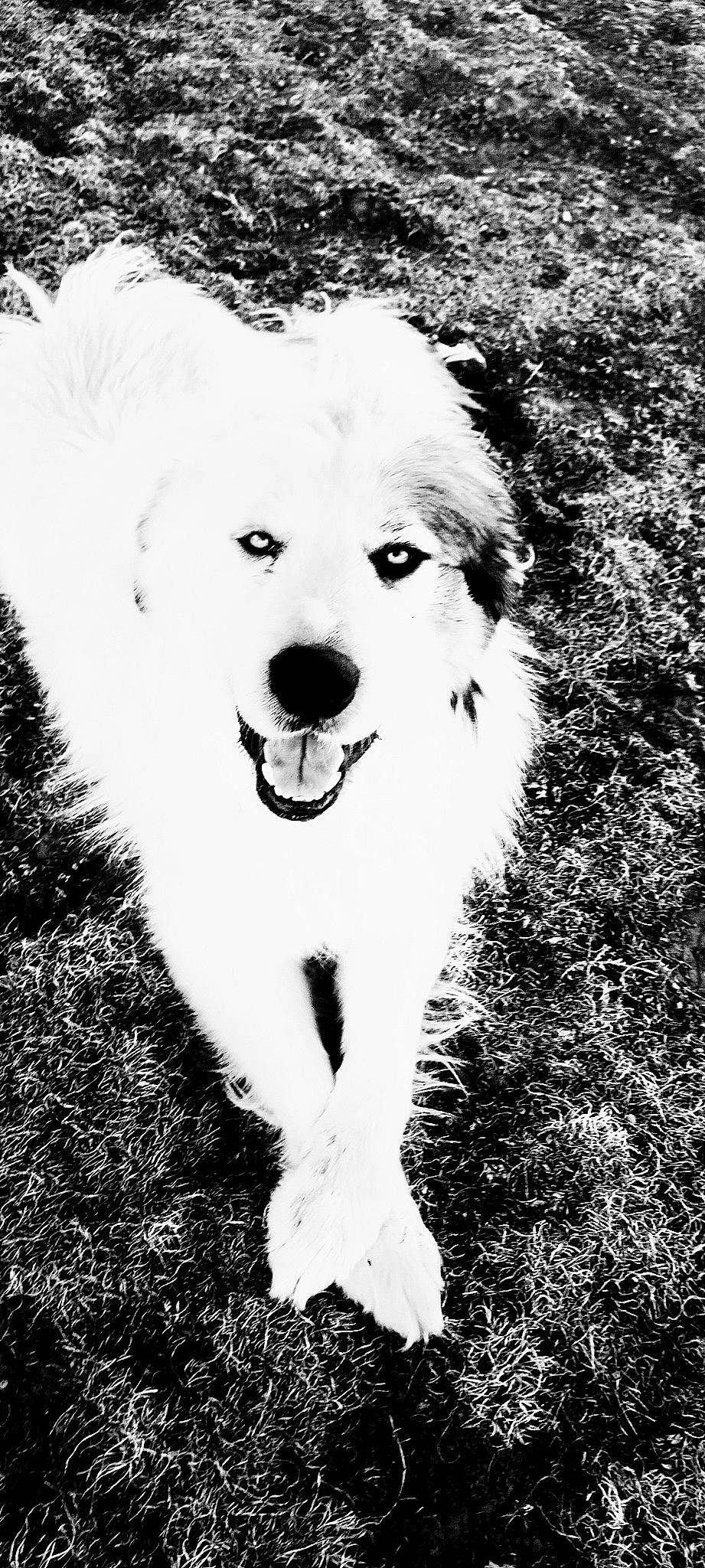 Macho is registered to the contest to win money with this photo: ancient_dog_breeds, black_and_white, canidae, carnivore, companion_dog, dog, dog_breed, fur, grass, happy, monochrome, monochrome_photography, non_sporting_group, people_in_nature, puppy, snout, sporting_group, stock_photography, style, working_animal