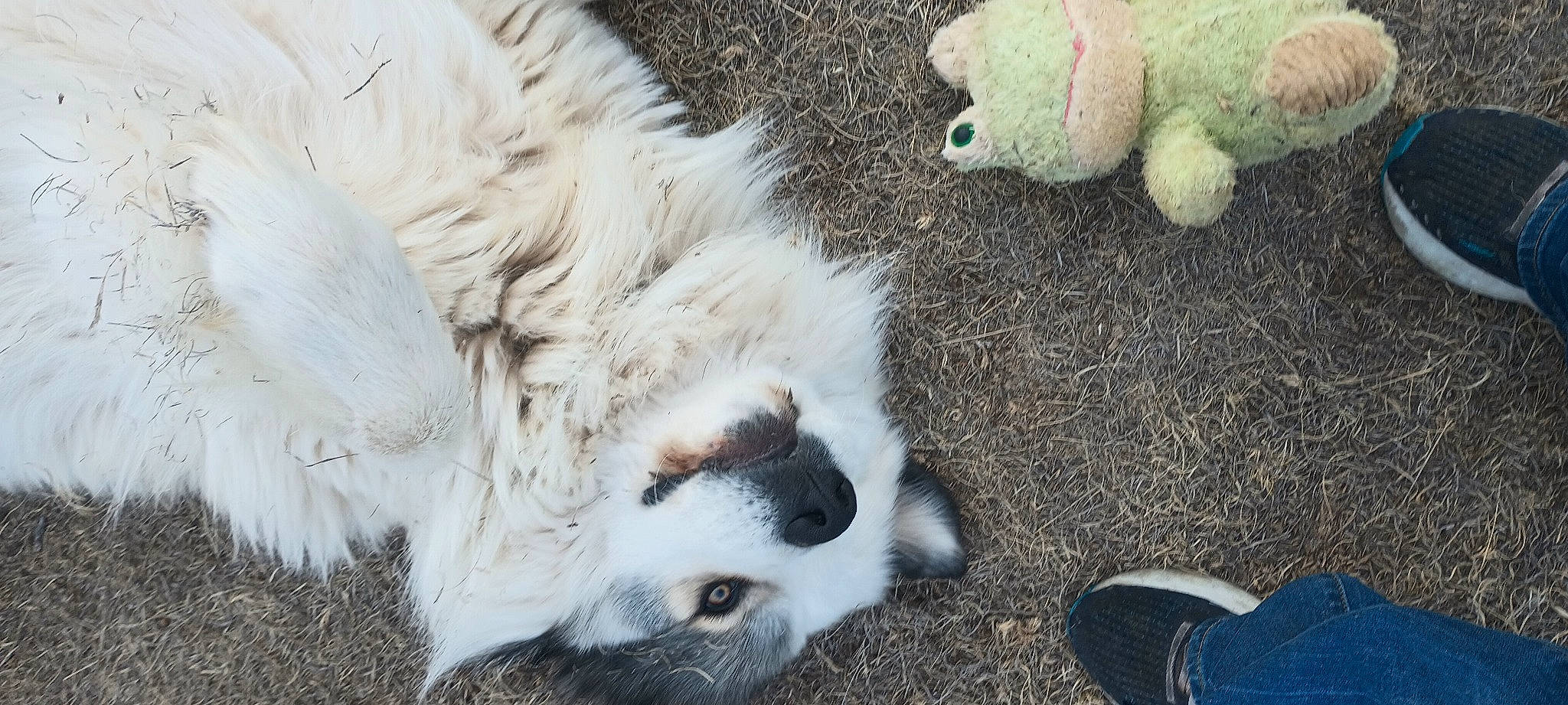 Macho joined the competition — help win amazing prizes! canidae, carnivore, companion_dog, dog, dog_breed, fawn, felidae, foot, fur, grass, mammal, paw, snout, soil, sporting_group, tail, terrestrial_animal, vertebrate, whiskers, working_animal