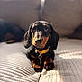 dog, dachshund, puppy, pet, animal, couch, indoor, home, collar, brown, black, texture, comfort, cute, portrait, closeup, fur, paw, relaxing, sunlight