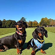 Ocean joined the competition — help win amazing prizes! dog, dachshund, outdoor, sunny, blue_sky, grass, green_path, pet, animal, collar, harness, cute, two_dogs, park, nature, daytime, mammal, small_dog, black_and_tan, happy