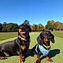 dog, dachshund, outdoor, sunny, blue_sky, grass, green_path, pet, animal, collar, harness, cute, two_dogs, park, nature, daytime, mammal, small_dog, black_and_tan, happy