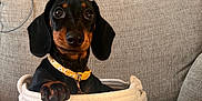 Ocean is registered to the contest to win money with this photo: dog, puppy, dachshund, basket, yellow_collar, cute, pet, indoor, sofa, couch, knitted_text, gray_background, cozy, small_dog, animal, portrait, cute_pet, home, seated, looking_at_camera