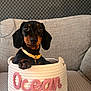 dog, puppy, dachshund, basket, yellow_collar, cute, pet, indoor, sofa, couch, knitted_text, gray_background, cozy, small_dog, animal, portrait, cute_pet, home, seated, looking_at_camera