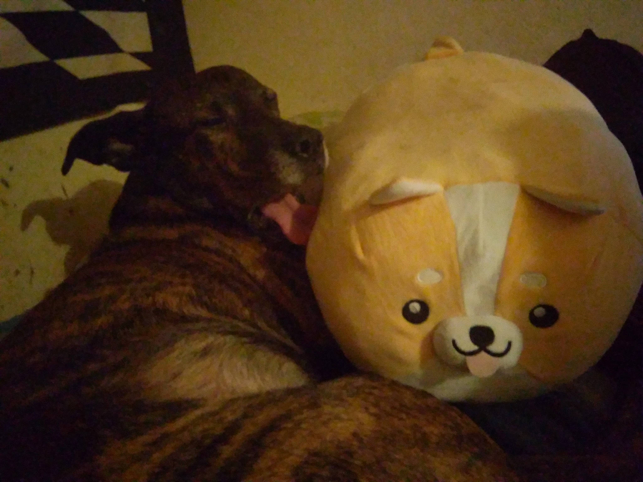 Tititouta participe au concours pour gagner de l'argent avec cette photo : art, ball, bean_bag, big_cats, carnivore, comfort, companion_dog, dog, dog_breed, fawn, felidae, fur, mammal, snout, stuffed_toy, terrestrial_animal, vertebrate, whiskers, wood, working_animal