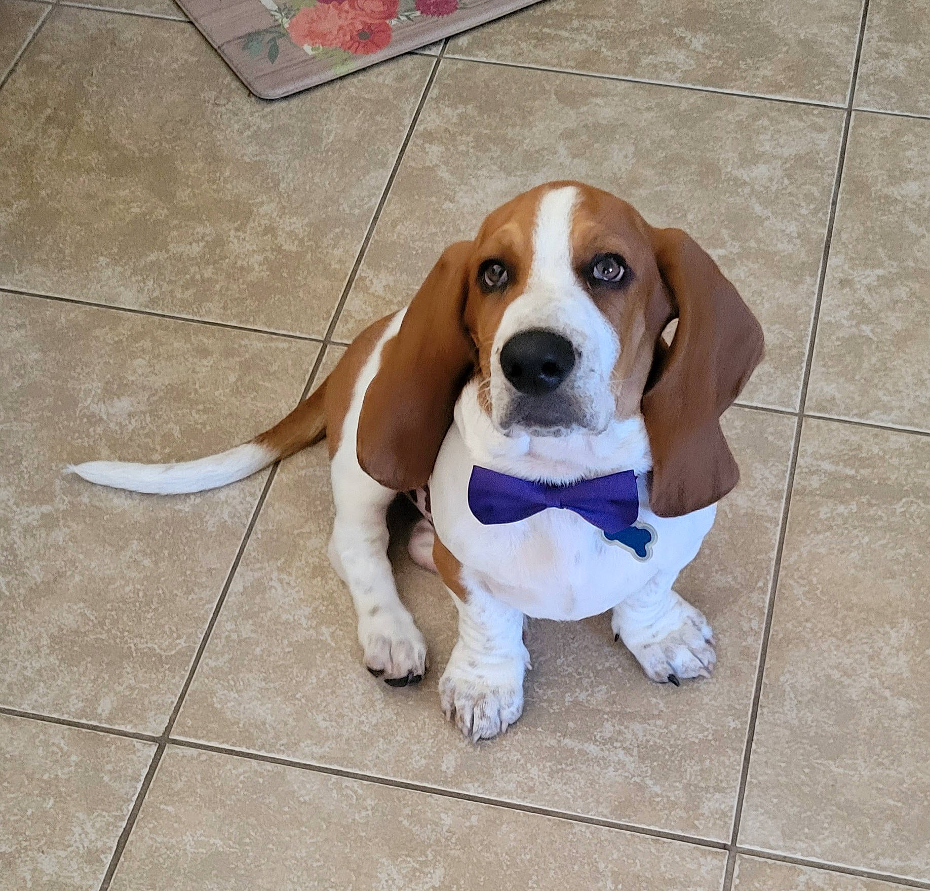 Cash joined the competition — help win amazing prizes! beaglier, canidae, carnivore, collar, companion_dog, dog, dog_breed, fawn, flooring, hound, hunting_dog, liver, paw, pet_supply, scent_hound, snout, sporting_group, tail, vehicle_door, working_animal