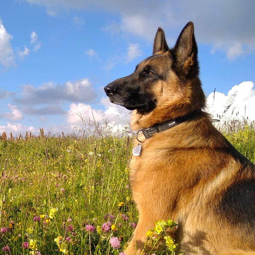 News participe au concours pour gagner de l'argent avec cette photo : carnivore, cloud, collar, companion_dog, dog, dog_breed, dog_collar, dog_hiking, east_european_shepherd, fawn, flower, german_shepherd_dog, grass, herbaceous_plant, herding_dog, old_german_shepherd_dog, plant, sky, snout, working_animal