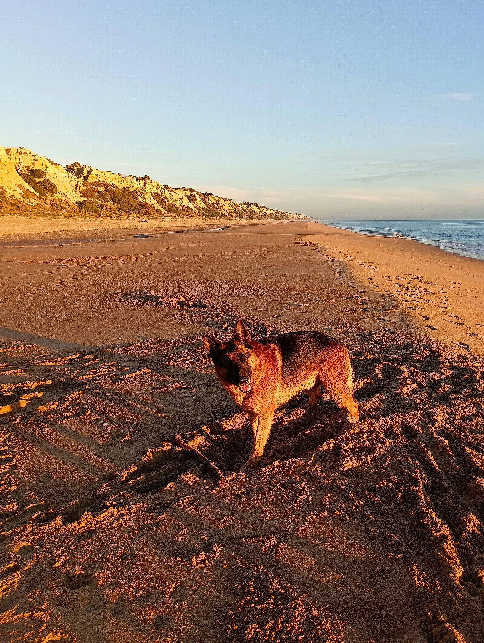 News a rejoint le concours — aidez-le/la à gagner de superbes lots ! aeolian_landform, canidae, carnivore, cloud, dog, dog_breed, ecoregion, evening, fawn, horizon, landscape, rock, sand, sky, soil, sporting_group, tail, tints_and_shades, water, wildlife