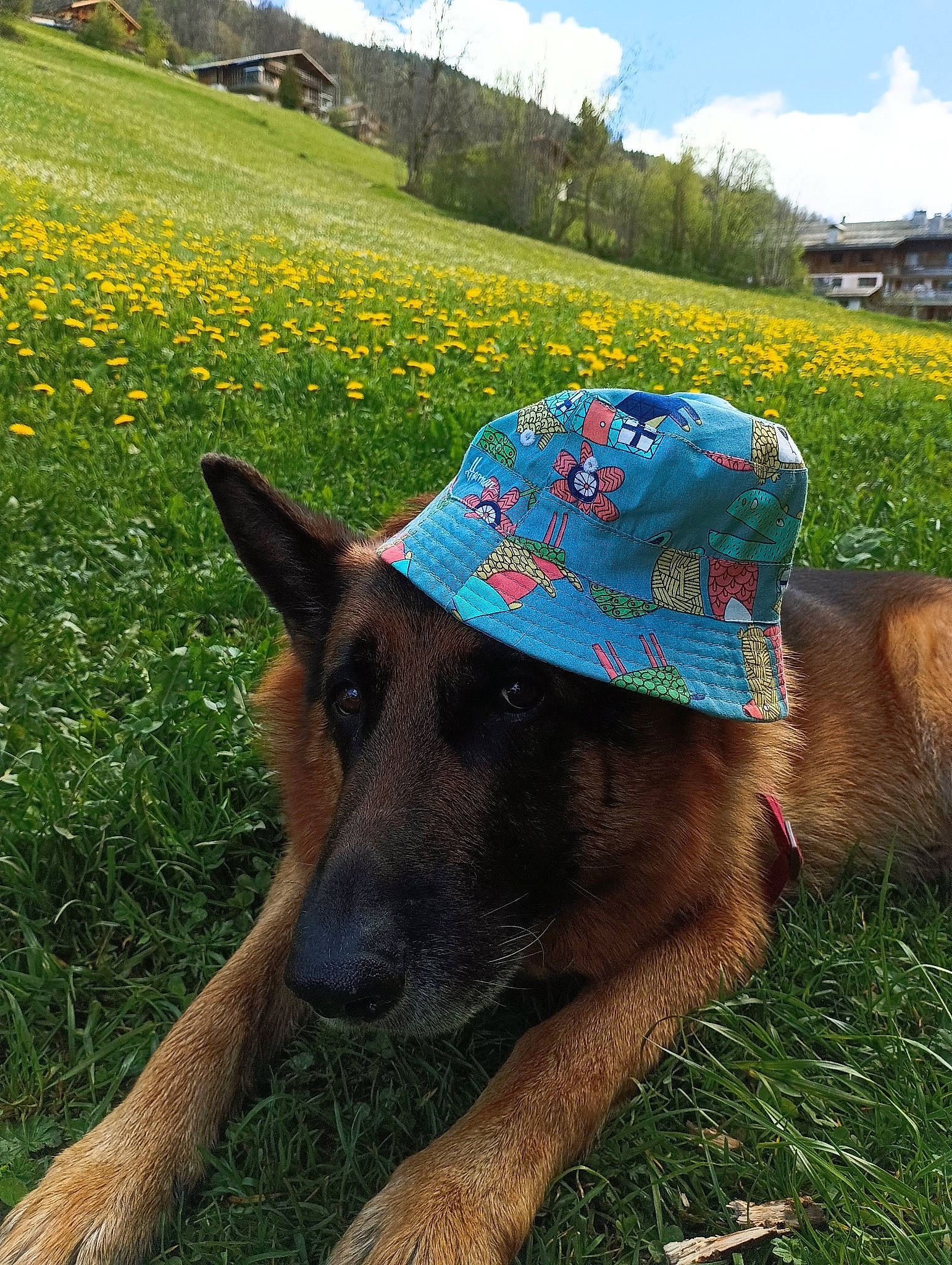 News participe au concours pour gagner de l'argent avec cette photo : baseball_cap, cap, carnivore, cloud, collar, dog, dog_breed, fawn, flower, grass, grassland, hat, landscape, mountain, plant, sky, summer, sun_hat, tree, working_animal