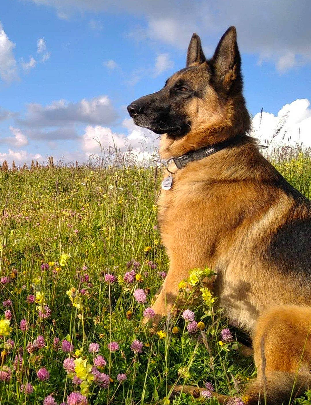 News participe au concours pour gagner de l'argent avec cette photo : canidae, carnivore, cloud, collar, companion_dog, dog, dog_breed, fawn, flower, german_shepherd_dog, grass, grassland, herbaceous_plant, natural_landscape, people_in_nature, plant, sky, snout, sporting_group, working_animal