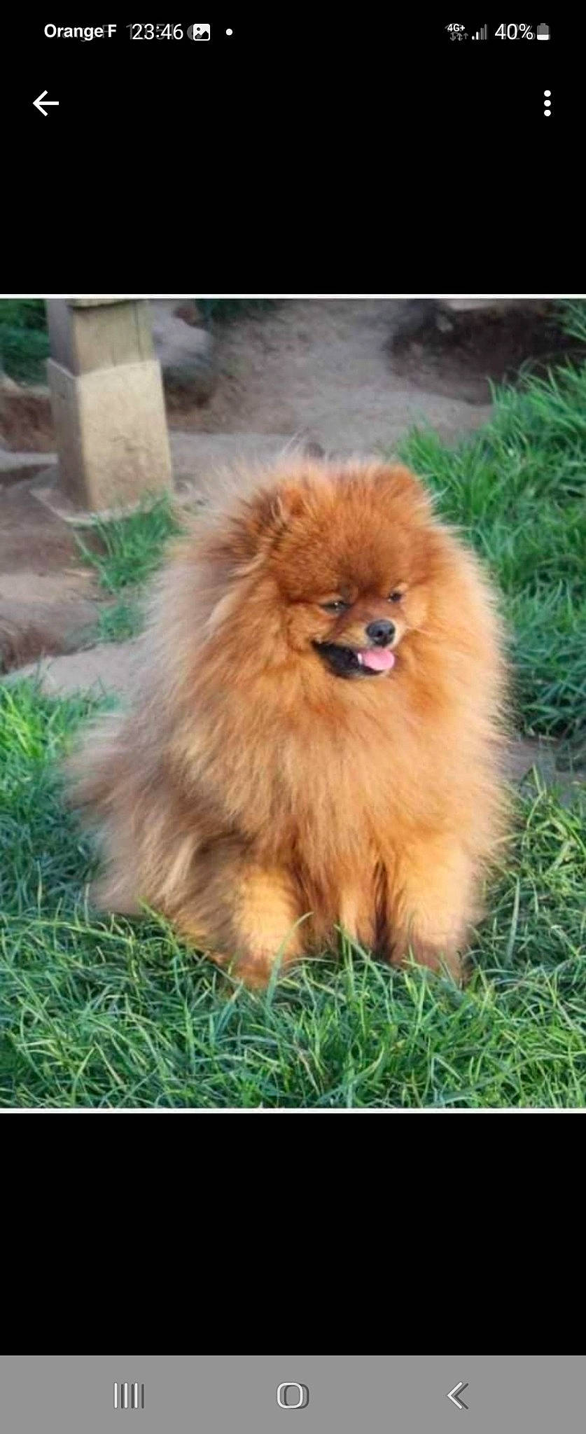 Chanel a rejoint le concours — aidez-le/la à gagner de superbes lots ! canidae, carnivore, companion_dog, dog, dog_breed, fawn, fur, german_spitz, german_spitz_klein, grass, liver, non_sporting_group, plant, spitz, sporting_group, tail, terrestrial_animal, whiskers, wildlife, working_animal