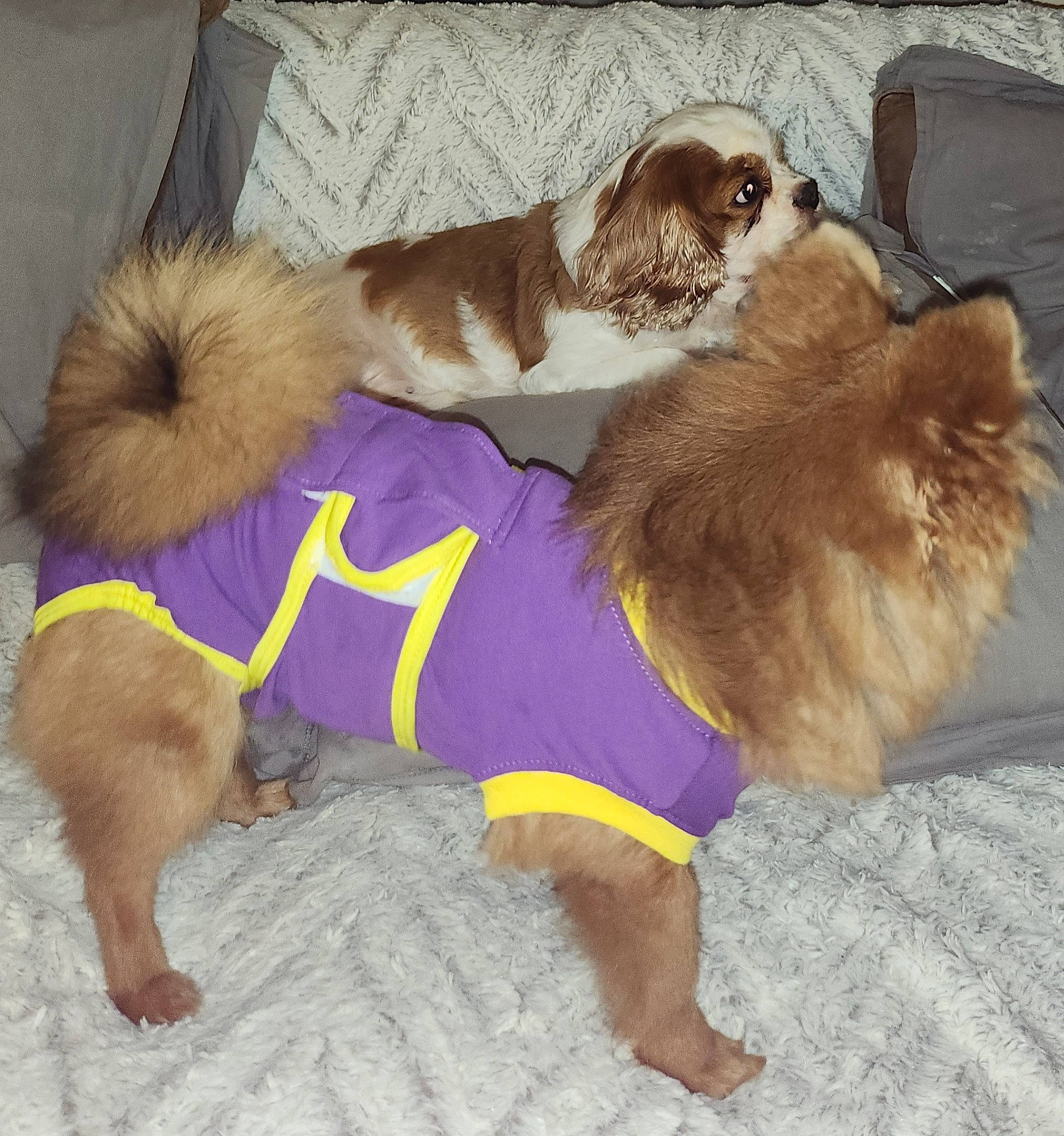 Chanel a rejoint le concours — aidez-le/la à gagner de superbes lots ! canidae, carnivore, collar, companion_dog, dog, dog_breed, dog_clothes, dog_collar, dog_supply, fashion_accessory, fawn, fur, leash, liver, paw, pet_supply, snout, sporting_group, tail, working_animal