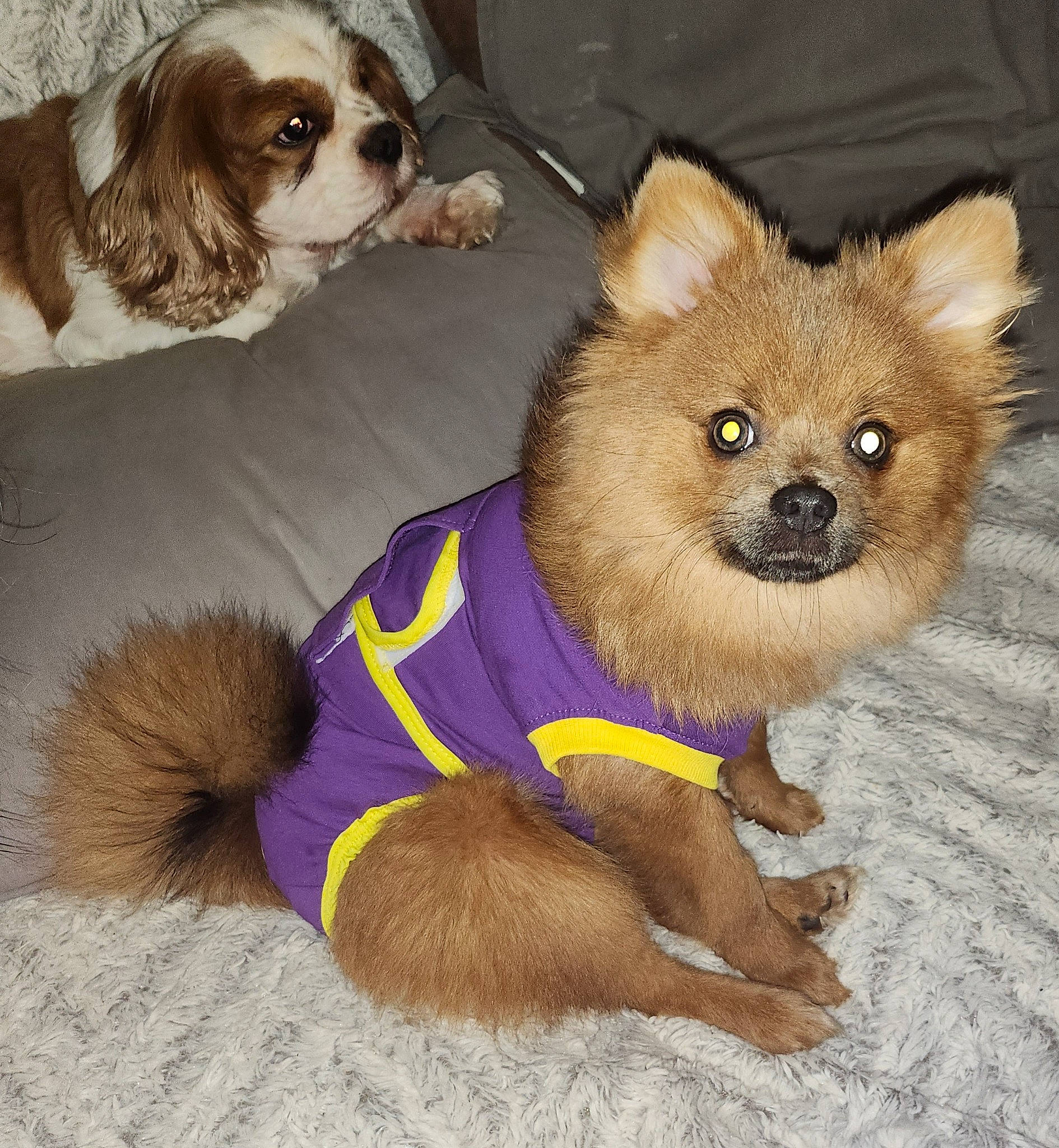 Chanel participe au concours pour gagner de l'argent avec cette photo : canidae, carnivore, collar, companion_dog, dog, dog_breed, dog_clothes, dog_collar, dog_supply, fawn, fur, liver, pet_supply, snout, sporting_group, tail, terrestrial_animal, toy_dog, whiskers, working_animal