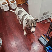 Remmie is registered to the contest to win money with this photo: dog, spotted, wooden_floor, kitchen, pet_food_container, freezer, cleaning_tools, broom, dustpan, cabinet, indoor, pet, collar, floor_reflection, tile, domestic, animal, household, quiet, standing