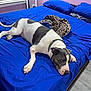 Remmie is registered to the contest to win money with this photo: dog, bed, blue_bedspread, leopard_print_blanket, purple_wall, pillow, collar, floor, window_blinds, resting, indoor, pet, canine, relaxed, furniture, head, paw, sleepy, domestic, bedroom