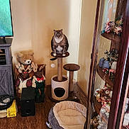 Missy is registered to the contest to win money with this photo: animal, cabinet, cat, cat_bed, cat_tree, cozy, decor, figurines, furniture, home, indoor, living_room, pet, plush_bed, shelf, stuffed_animals, tabby_cat, teddy_bear, toy, wooden_floor