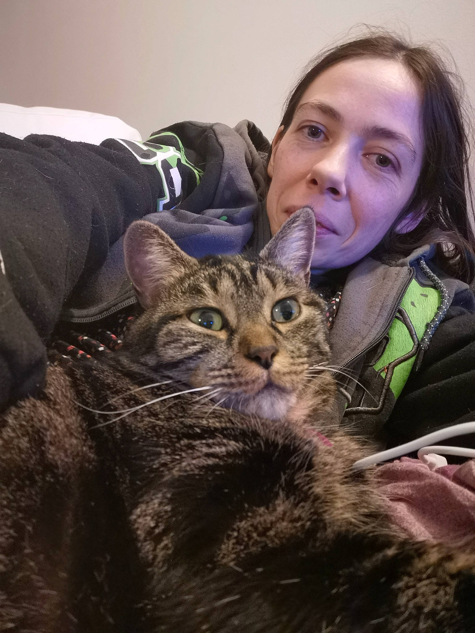 Tigrette participe au concours pour gagner de l'argent avec cette photo : american_shorthair, asian, carnivore, cat, domestic_short_haired_cat, dragon_li, ear, european_shorthair, eye, fawn, felidae, fur, kitten, mammal, pixie_bob, small_to_medium_sized_cats, tabby_cat, whiskers