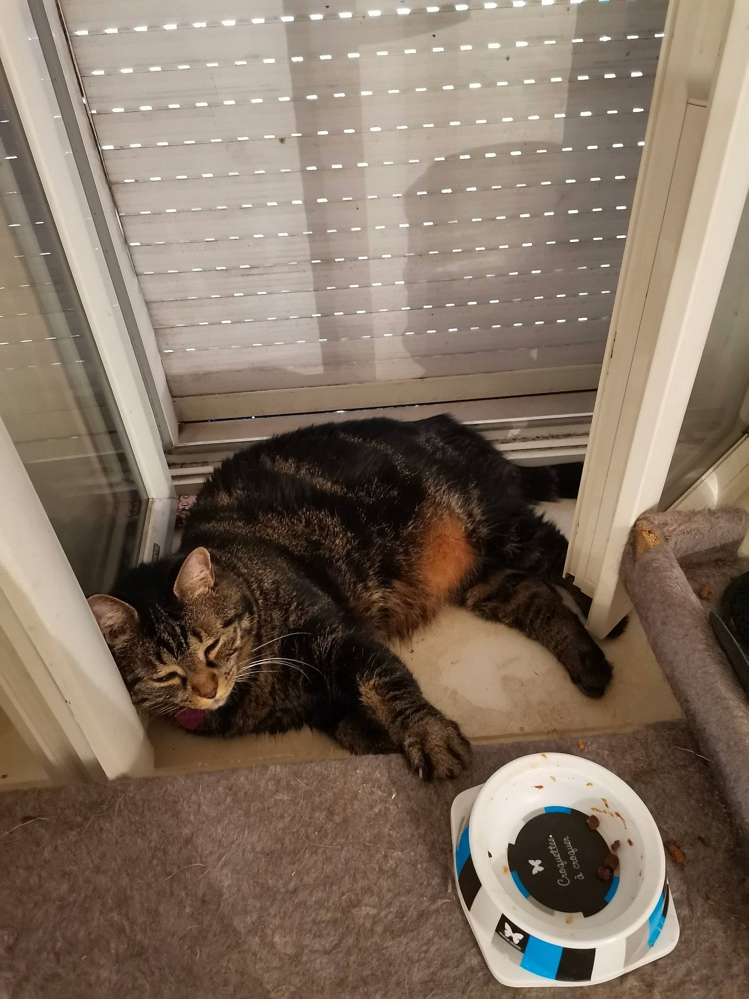 Tigrette participe au concours pour gagner de l'argent avec cette photo : carnivore, cat, domestic_short_haired_cat, european_shorthair, felidae, paw, small_to_medium_sized_cats, sporting_group, tabby_cat, whiskers