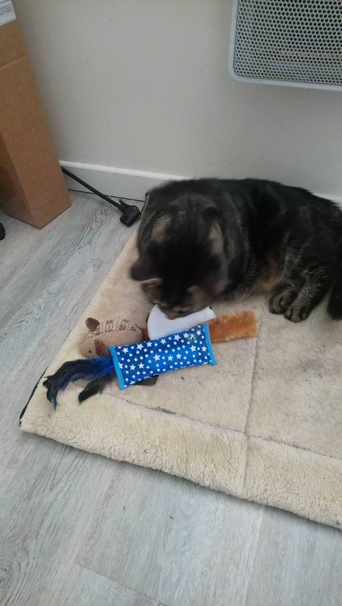 Tigrette participe au concours pour gagner de l'argent avec cette photo : canidae, carnivore, cat, dog, dog_breed, fawn, felidae, flat_coated_retriever, floor, flooring, paw, puppy, small_to_medium_sized_cats, sporting_group, tail