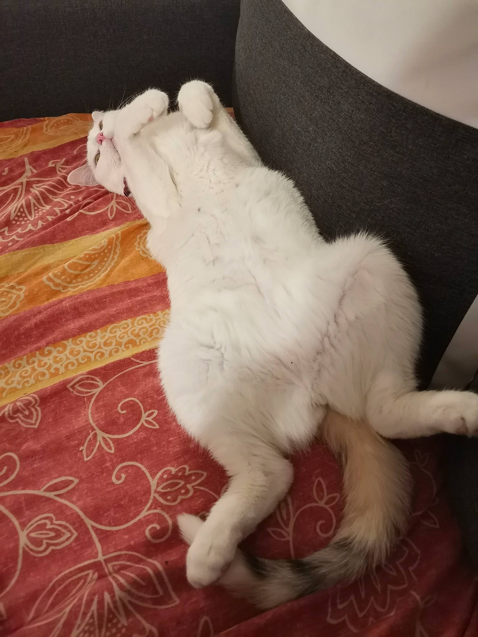 Fripouille a rejoint le concours — aidez-le/la à gagner de superbes lots ! canidae, carnivore, cat, dog_breed, felidae, fur, paw, small_to_medium_sized_cats, tail, white