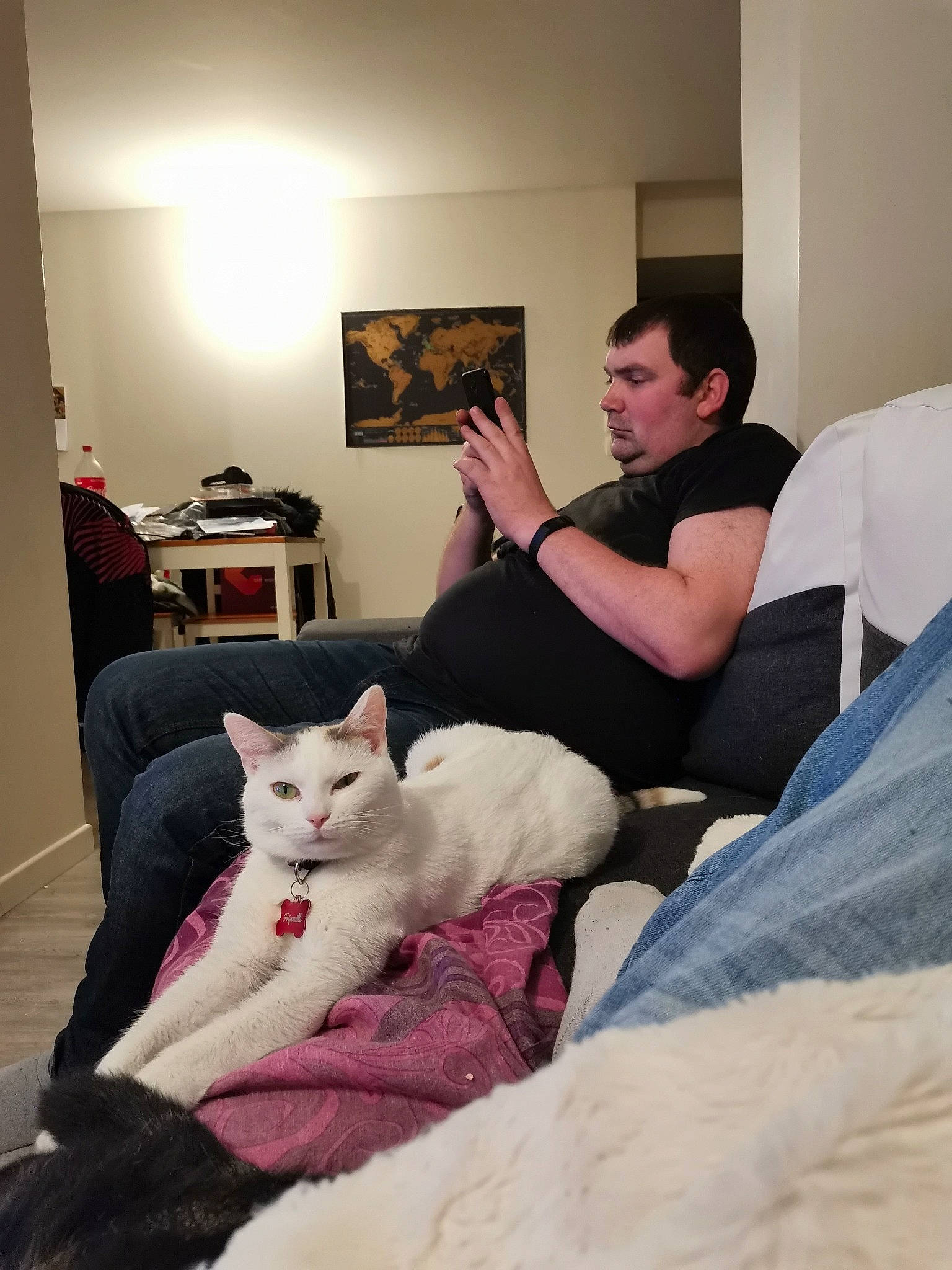 Fripouille participe au concours pour gagner de l'argent avec cette photo : carnivore, cat, comfort, couch, domestic_short_haired_cat, ear, felidae, fur, furniture, kitten, lap, leg, room, sitting, small_to_medium_sized_cats, turkish_van, whiskers