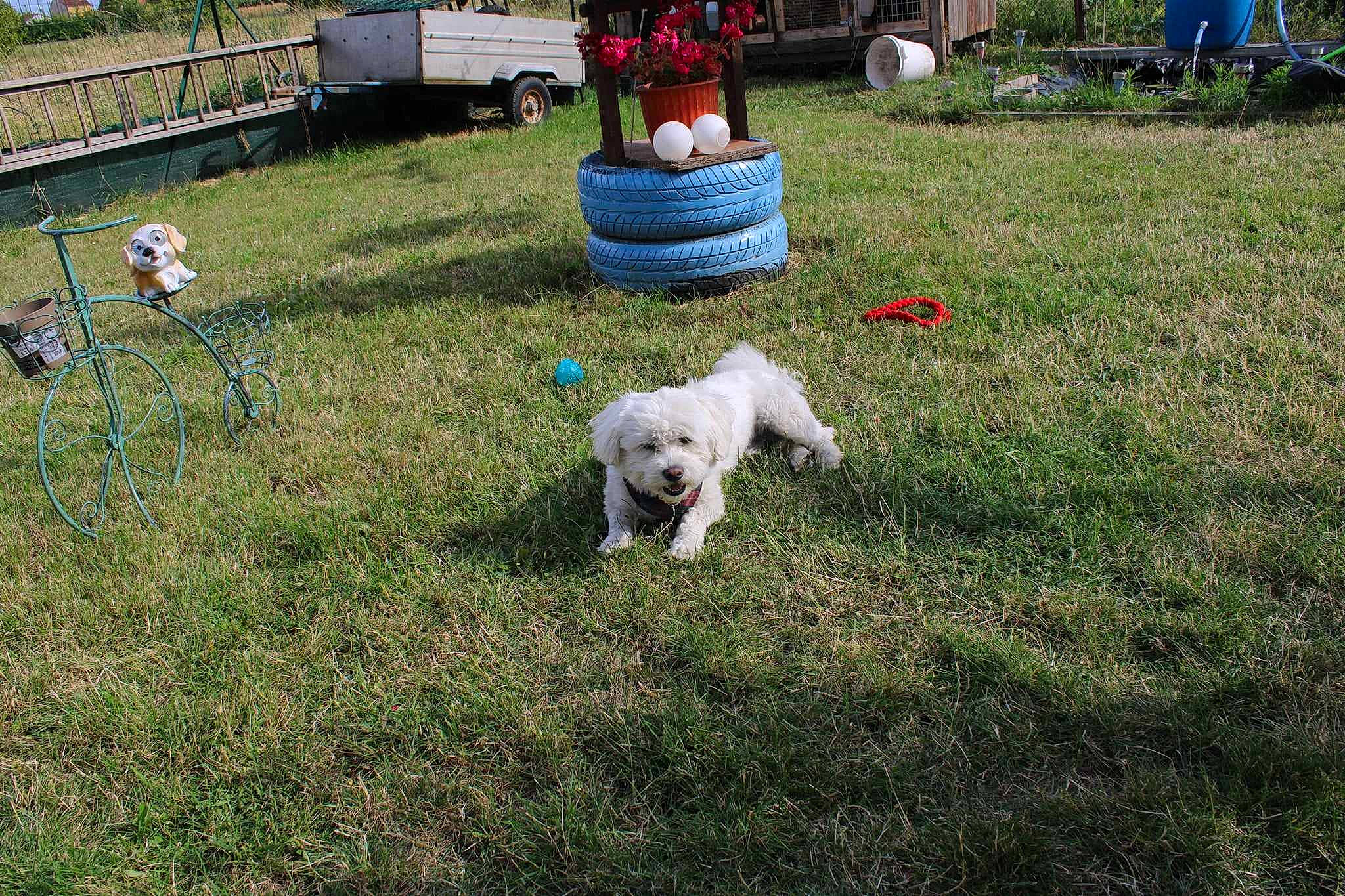 César participe au concours pour gagner de l'argent avec cette photo : bench, canidae, carnivore, chair, companion_dog, dog, dog_breed, garden, grass, groundcover, landscape, landscaping, leisure, outdoor_furniture, plant, recreation, shrub, sporting_group, toy_dog, yard