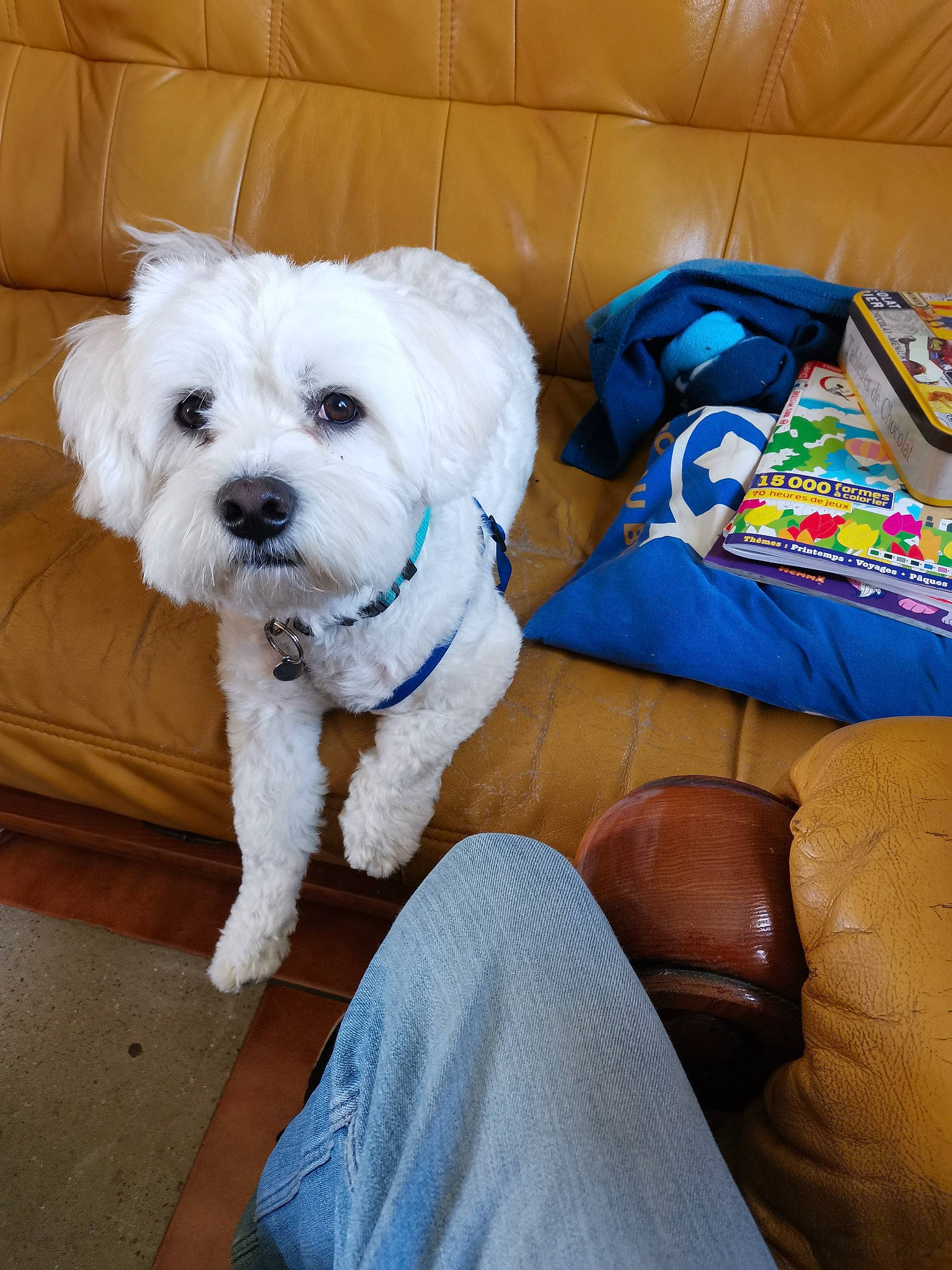 César a rejoint le concours — aidez-le/la à gagner de superbes lots ! canidae, carnivore, collar, comfort, companion_dog, dog, dog_breed, dog_clothes, dog_collar, dog_supply, fashion_accessory, maltepoo, pet_supply, small_terrier, snout, sporting_group, sunglasses, terrier, toy_dog, working_animal