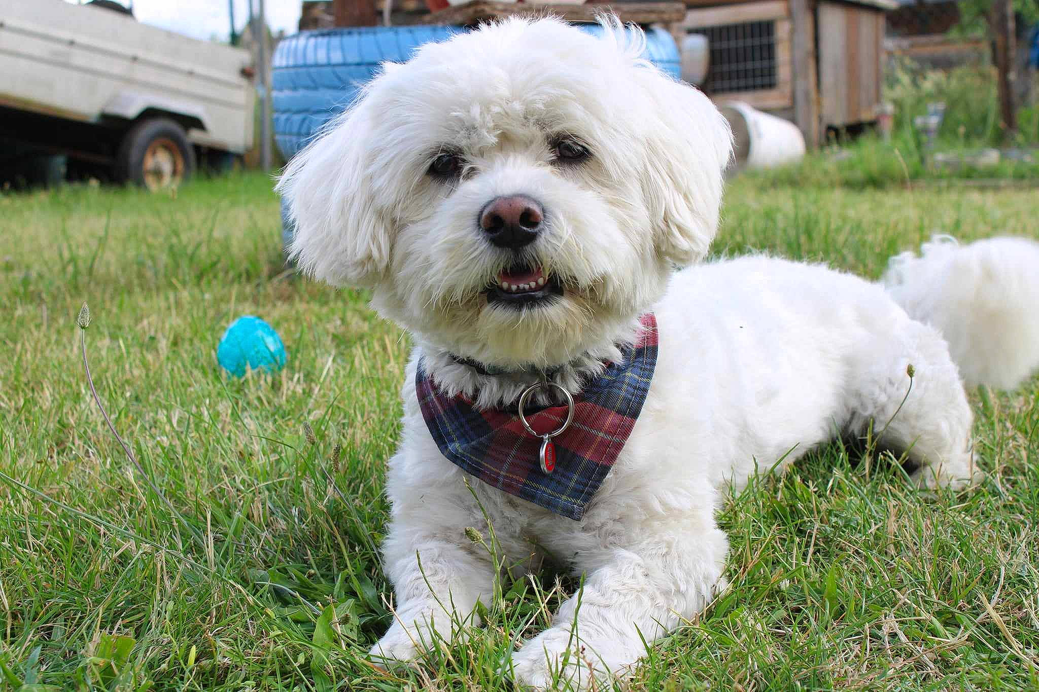 César participe au concours pour gagner de l'argent avec cette photo : carnivore, collar, companion_dog, dog, dog_breed, dog_clothes, dog_collar, dog_supply, grass, maltepoo, plant, small_terrier, snout, sporting_group, terrier, tire, toy_dog, truck, wheel, working_animal