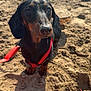 dog, dachshund, sand, beach, red_harness, pet, canine, outdoor, sunlight, closeup, animal, leash, playful, texture, summer, small_dog, waiting, cute, sandy, companion