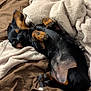 animal, bed, blanket, brown, canine, comfort, cozy, cute, dachshund, dog, fur, indoor, paw, pet, puppy, relaxed, resting, sleeping, snug, soft