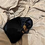 Iron a rejoint le concours — aidez-le/la à gagner de superbes lots ! puppy, dog, sleeping, black, tan, blanket, bed, cozy, cute, fur, resting, animal, pet, young, nap, indoor, soft, small, curl, peaceful