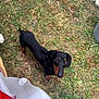 animal, black, brown, curious, dachshund, dog, footwear, fur, garden, grass, greenery, looking_up, nature, outdoor, person, pet, plant, short_legs, small_dog, yard