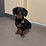 Iron participe au concours pour gagner de l'argent avec cette photo : animal, black, brown, companion, curious, cute, dachshund, dog, door, ears, floor, flooring, harness, indoor, pet, sitting, small_dog, snout, waiting, wall