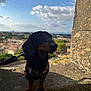 dog, dachshund, pet, animal, outdoor, sky, clouds, cityscape, stone, leash, harness, curious, canine, portrait, sunlight, nature, brown, black, small_dog, daytime