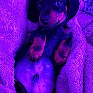 Iron a rejoint le concours — aidez-le/la à gagner de superbes lots ! puppy, dog, dachshund, blanket, cozy, cute, pet, animal, fur, sleepy, cuddly, resting, paw, face, ears, fur_texture, lying_down, indoors, purple_light, snug