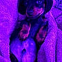puppy, dog, dachshund, blanket, cozy, cute, pet, animal, fur, sleepy, cuddly, resting, paw, face, ears, fur_texture, lying_down, indoors, purple_light, snug