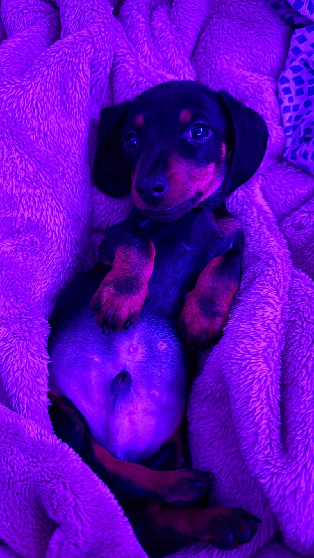 Iron a rejoint le concours — aidez-le/la à gagner de superbes lots ! puppy, dog, dachshund, blanket, cozy, cute, pet, animal, fur, sleepy, cuddly, resting, paw, face, ears, fur_texture, lying_down, indoors, purple_light, snug