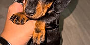 Iron a rejoint le concours — aidez-le/la à gagner de superbes lots ! puppy, dog, dachshund, black, tan, pet, cute, small, paw, hand, indoor, floor, curtain, animal, young, fur, looking, eyes, adorable, portrait