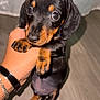puppy, dog, dachshund, black, tan, pet, cute, small, paw, hand, indoor, floor, curtain, animal, young, fur, looking, eyes, adorable, portrait