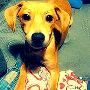 Peyton is registered to the contest to win money with this photo: dog, puppy, pet, bed, blanket, fabric, indoor, cute, animal, fur, ears, collar, eyes, face, paws, resting, looking, home, comfort, colorful