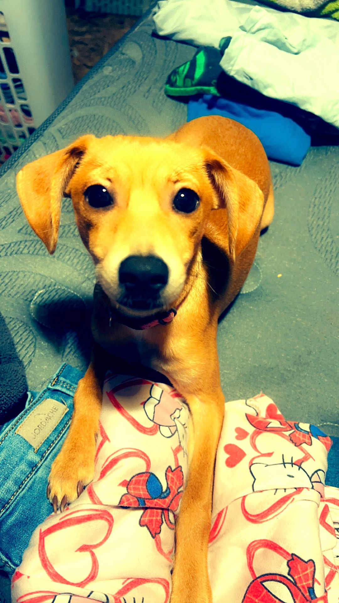 Peyton is registered to the contest to win money with this photo: dog, puppy, pet, bed, blanket, fabric, indoor, cute, animal, fur, ears, collar, eyes, face, paws, resting, looking, home, comfort, colorful