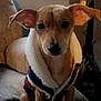 Peyton is registered to the contest to win money with this photo: animal, brown_dog, canine, clothing, coat, companion, couch, curious, dog, domestic_animal, ears, face, fleece, furniture, indoors, jacket, pet, sitting, small_dog, window
