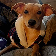 Peyton is registered to the contest to win money with this photo: animal, brown_dog, canine, companion, couch, cozy, cute, dog, domestic, ears, fleece_jacket, indoor, looking_at_camera, paw, pet, portrait, relaxed, small_dog, soft_furniture, window