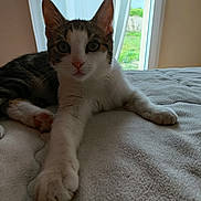Rita participe au concours pour gagner de l'argent avec cette photo : animal, bed, cat, close_up, cozy, curious, curtain, feline, fur, home, indoor, looking, paw, pet, relaxed, resting, soft_light, tabby, white, window