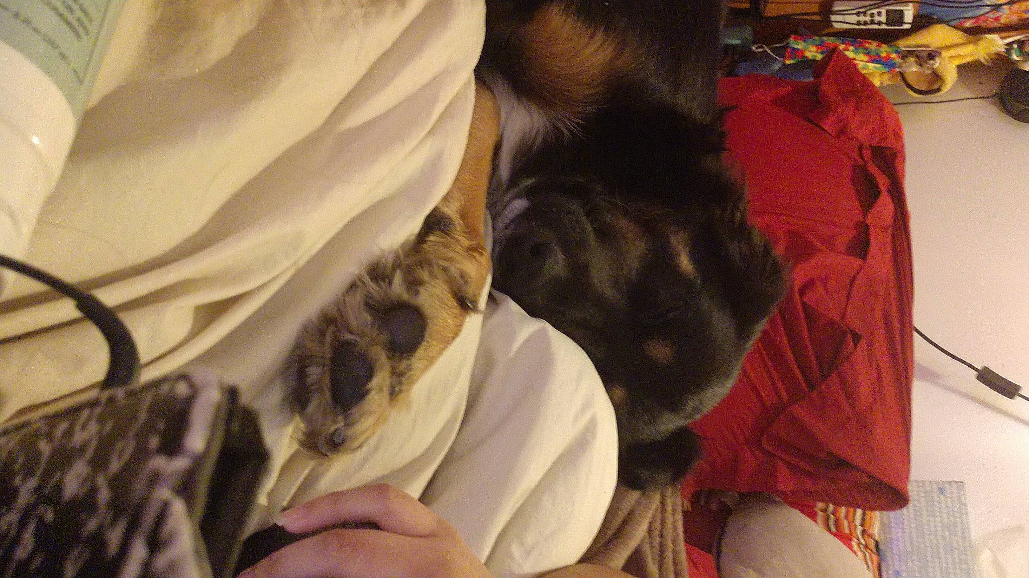 Ruby Ty Lee is registered to the contest to win money with this photo: carnivore, comfort, companion_dog, dog_breed, feather, felidae, fur, linens, pattern, room, small_to_medium_sized_cats, textile, tree, whiskers