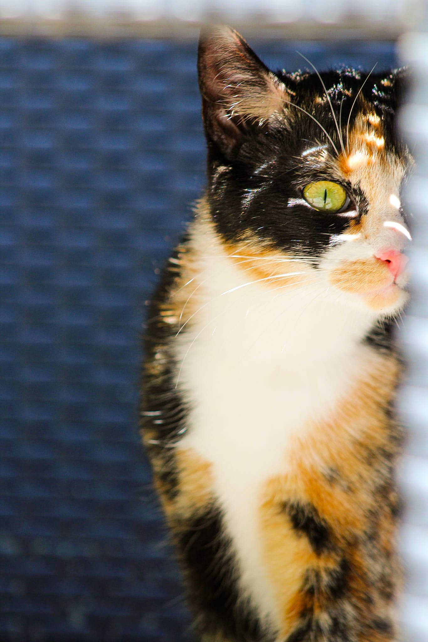 Gigi a rejoint le concours — aidez-le/la à gagner de superbes lots ! art, carnivore, cat, domestic_short_haired_cat, felidae, fur, grass, organism, reflection, small_to_medium_sized_cats, tail, terrestrial_animal, tree, whiskers, wildlife