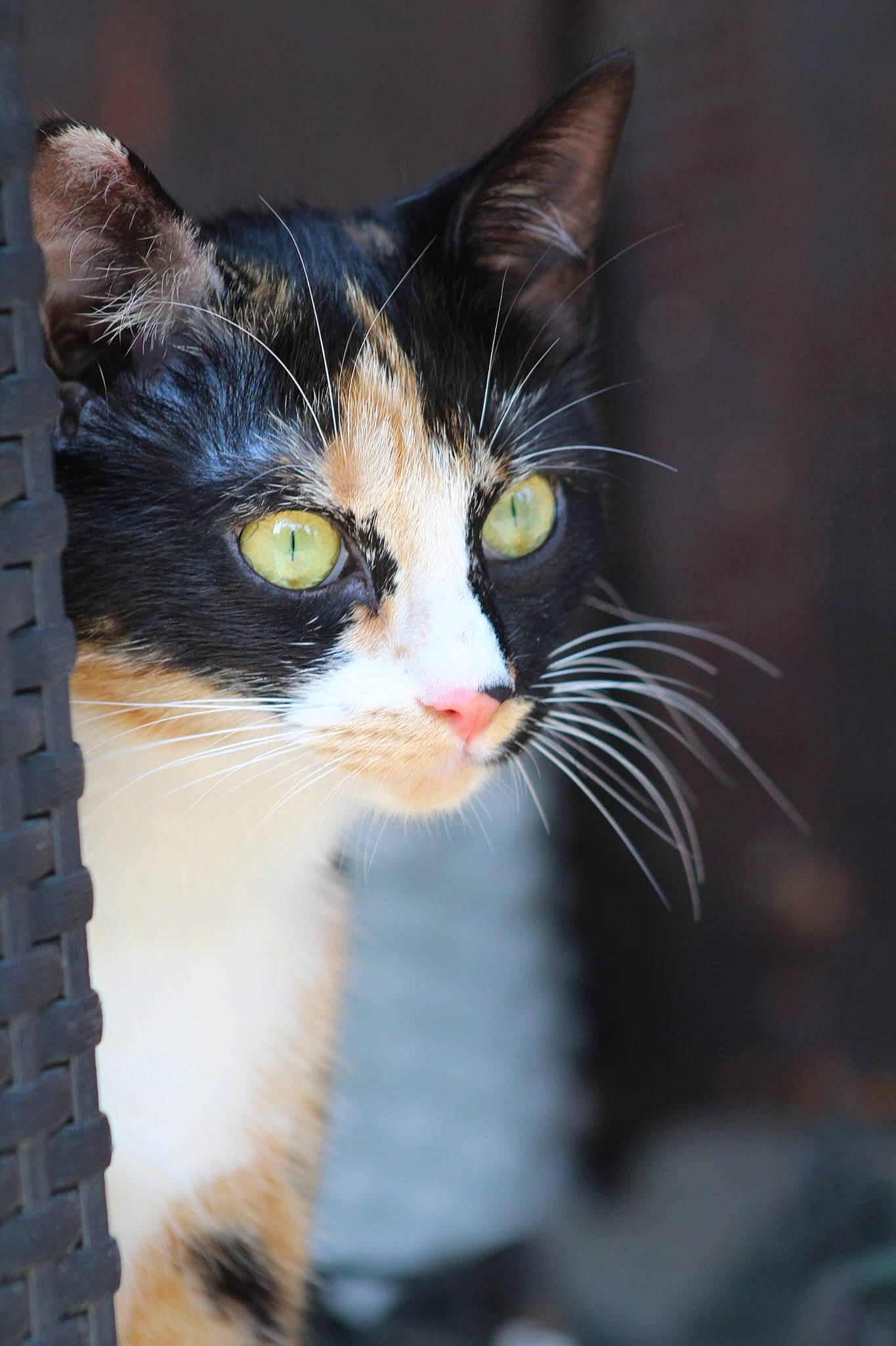 Gigi participe au concours pour gagner de l'argent avec cette photo : carnivore, cat, domestic_short_haired_cat, eye, felidae, fur, head, iris, sitting, small_to_medium_sized_cats, snout, tail, tree, whiskers, window