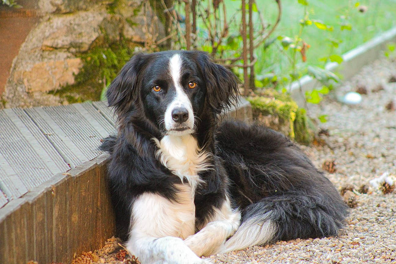 Nawa participe au concours pour gagner de l'argent avec cette photo : australian_collie, australian_shepherd, border_collie, canidae, carnivore, companion_dog, dog, dog_breed, fur, grass, gun_dog, herding_dog, hunting_dog, plant, snout, sporting_group, terrestrial_animal, tree, working_animal, working_dog