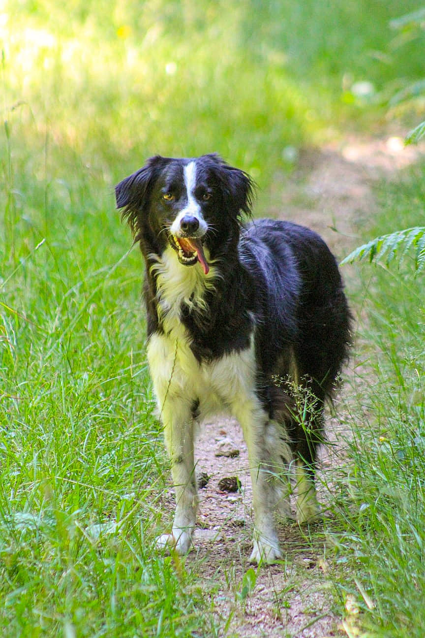 Nawa a rejoint le concours — aidez-le/la à gagner de superbes lots ! australian_collie, australian_shepherd, border_collie, canidae, carnivore, companion_dog, dog, dog_breed, grass, grassland, gun_dog, herding_dog, hunting_dog, plant, sporting_group, working_animal, working_dog