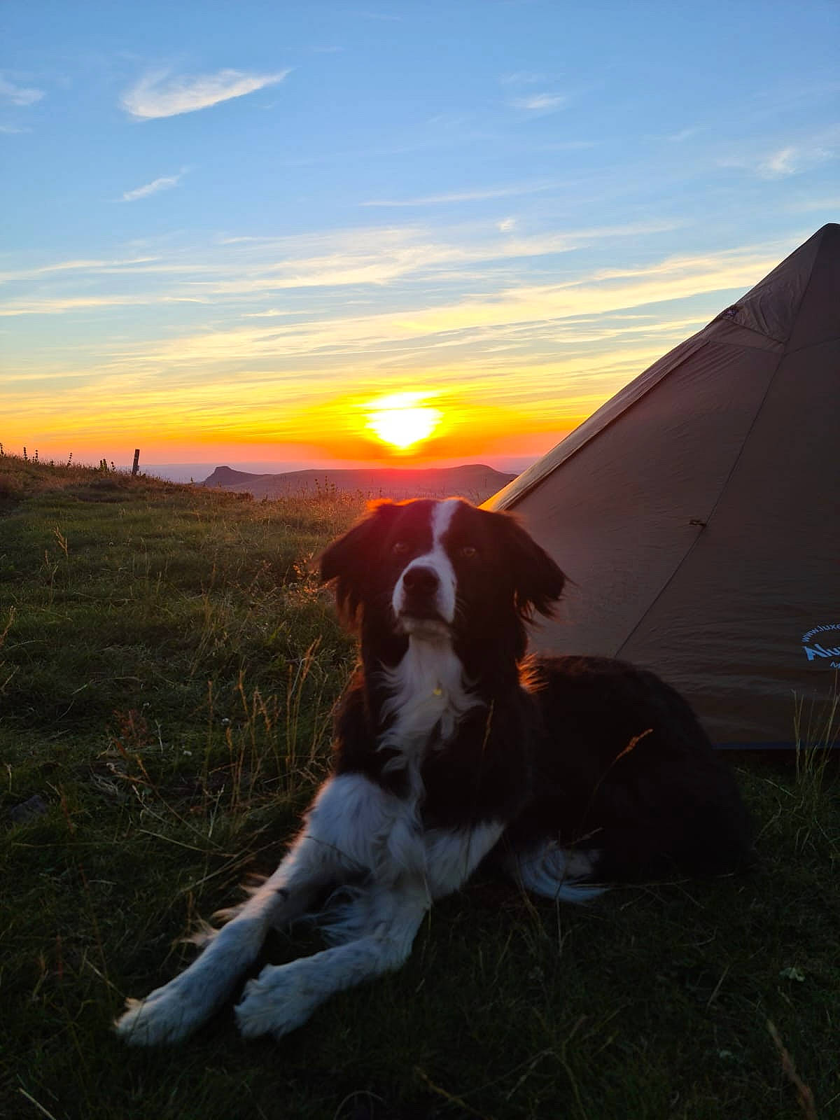 Nawa a rejoint le concours — aidez-le/la à gagner de superbes lots ! astronomical_object, carnivore, cloud, companion_dog, dog, dog_breed, dusk, fawn, grass, grassland, horizon, landscape, meadow, mountainous_landforms, plant, sky, sunlight, sunrise, sunset, tent