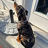 Job joined the competition — help win amazing prizes! animal, collar, companion, dachshund, decorative, dog, door, glass_window, outdoor, paw, pet, porch, quiet, reflection, shadow, sitting, sunlight, umbrella_stand, waiting, wooden_floor